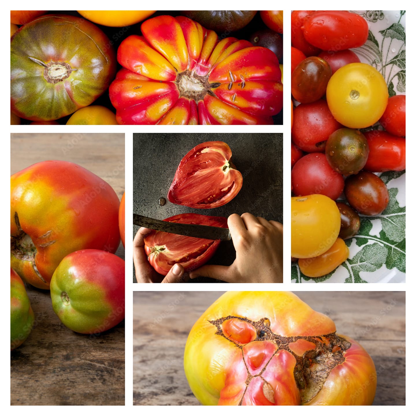 Tout savoir sur les tomates anciennes