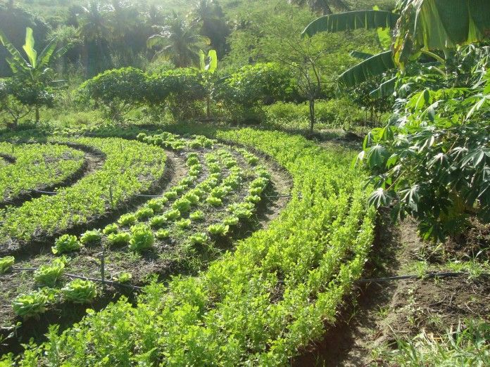 Un atelier formation pour découvrir l'agroforesterie syntropique à La Borne (18) Un atelier formation pour découvrir l'agroforesterie syntropique à La Borne (18)