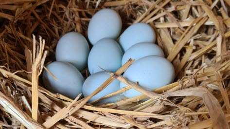 NOUVEAU - Des œufs bleus locaux au rayon frais !