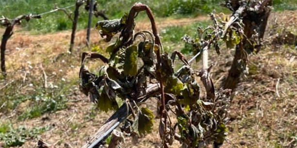 [Episode de gel] On vous donne des nouvelles de nos vignerons locaux !