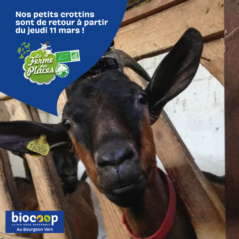 Les fromages de chèvre bio et locaux sont de retour au rayon frais dès le 11 mars ! Les fromages de chèvre bio et locaux sont de retour au rayon frais dès le 11 mars !